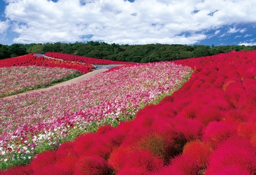 kokia and cosmos hill-ibaraki_300