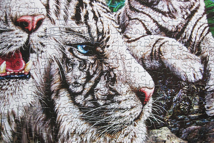 step puzzle_tigers_900 IMG_0671